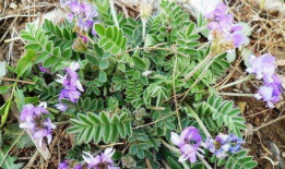 米口袋,探寻古老植物的神奇魅力